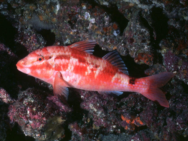 Parupeneus ciliatus